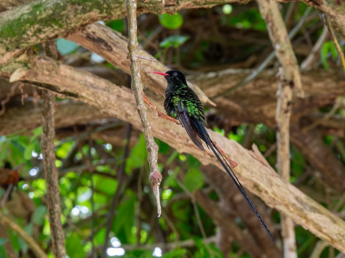 Red-billed Streamertail - ML641332534