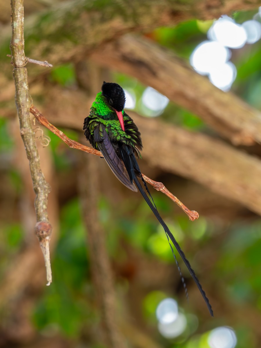 Red-billed Streamertail - ML641332535