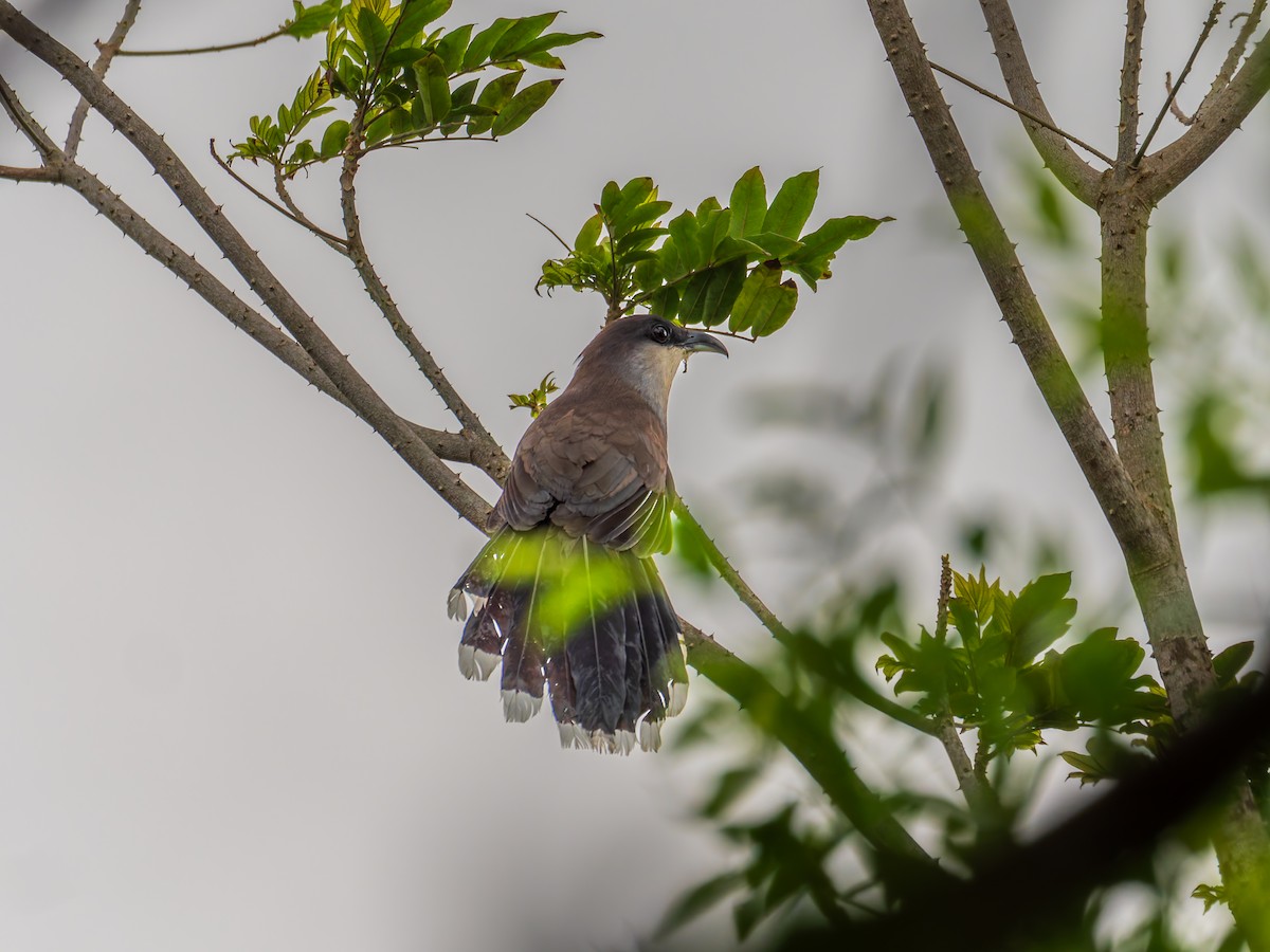Chestnut-bellied Cuckoo - ML641332539