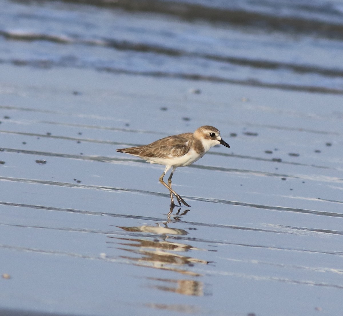Tibetan Sand-Plover - ML641332661