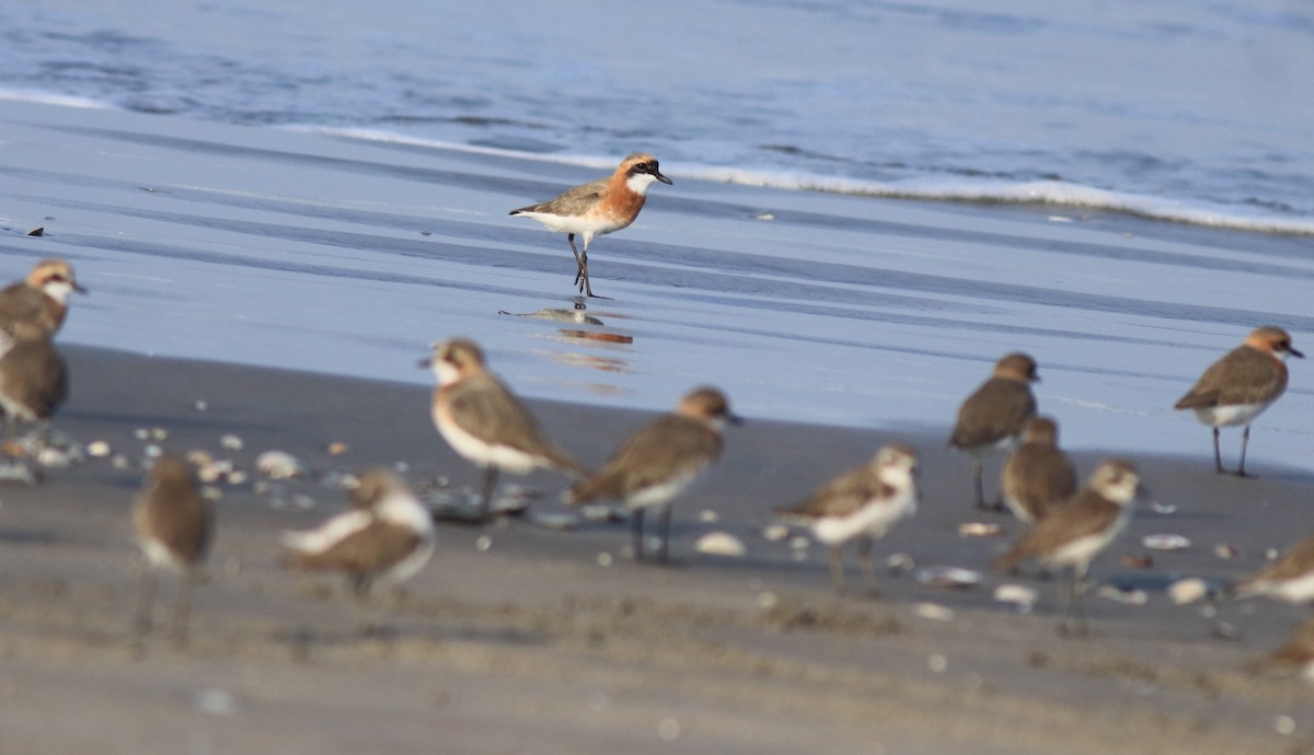 Tibetan Sand-Plover - ML641332663