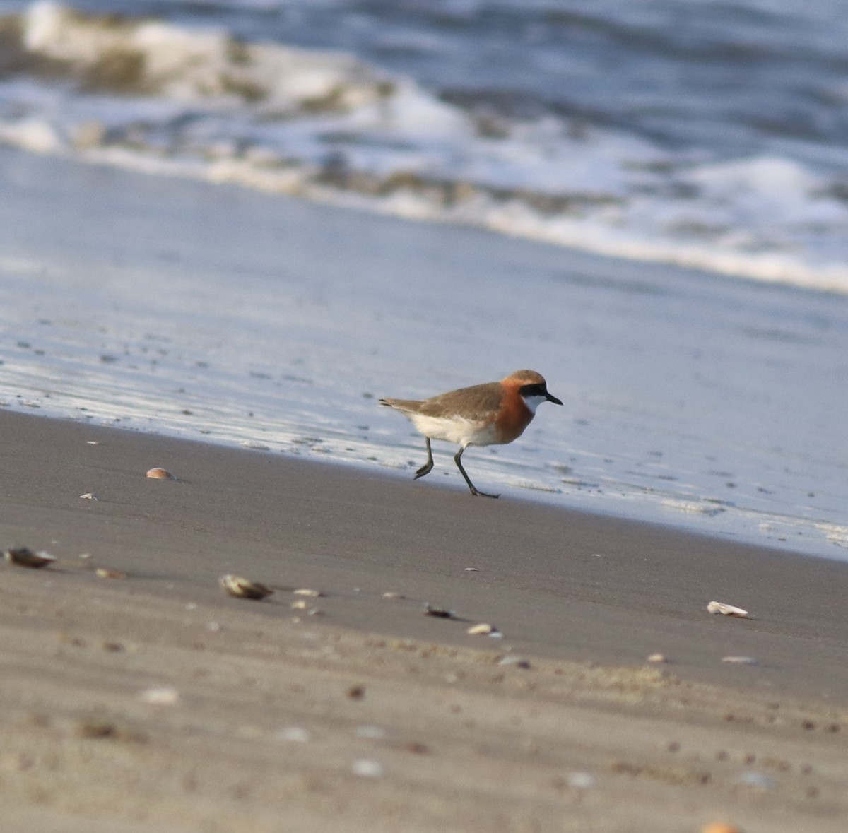 Tibetan Sand-Plover - ML641332664