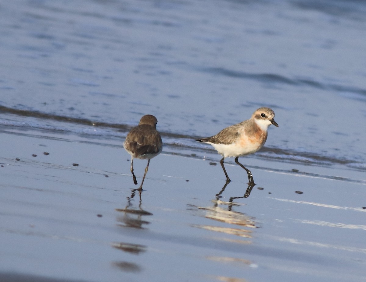 Tibetan Sand-Plover - ML641332665