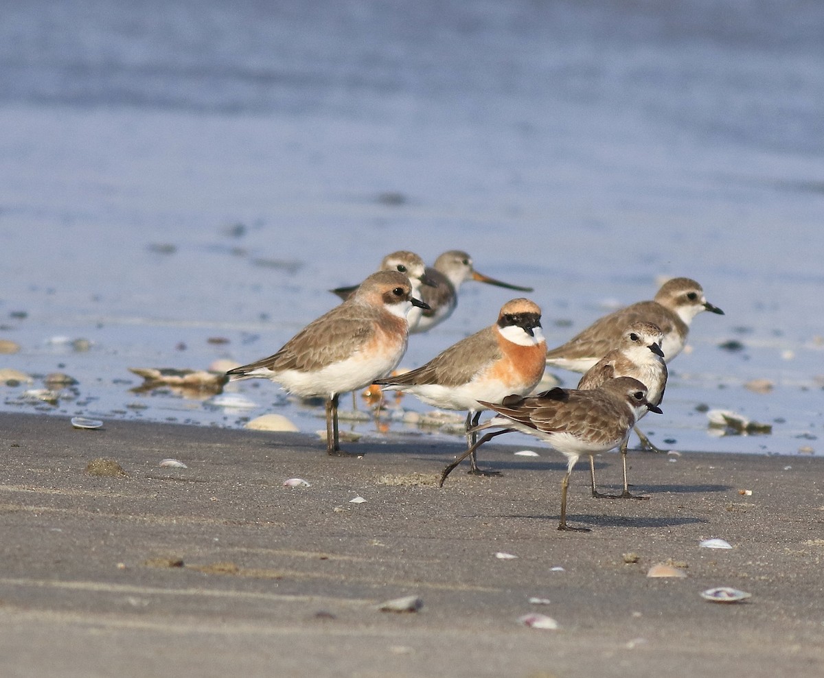 Tibetan Sand-Plover - ML641332666