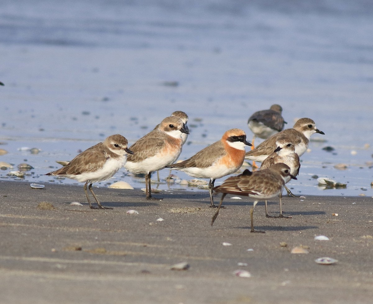 Tibetan Sand-Plover - ML641332667