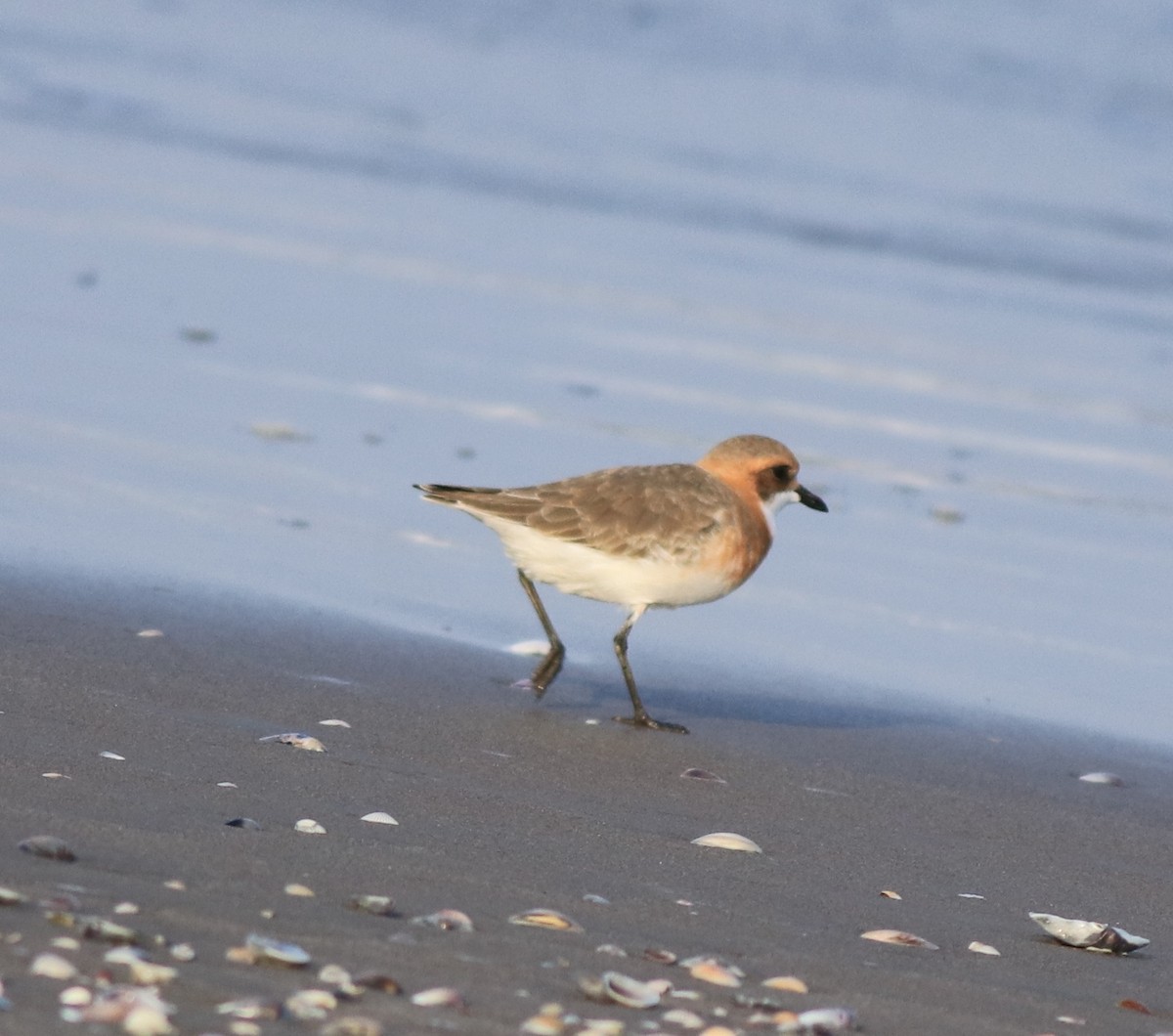 Tibetan Sand-Plover - ML641332668