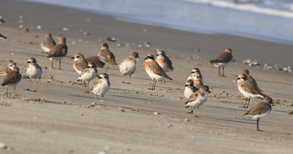 Tibetan Sand-Plover - ML641332669