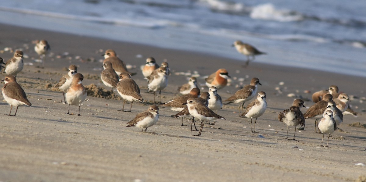 Tibetan Sand-Plover - ML641332671