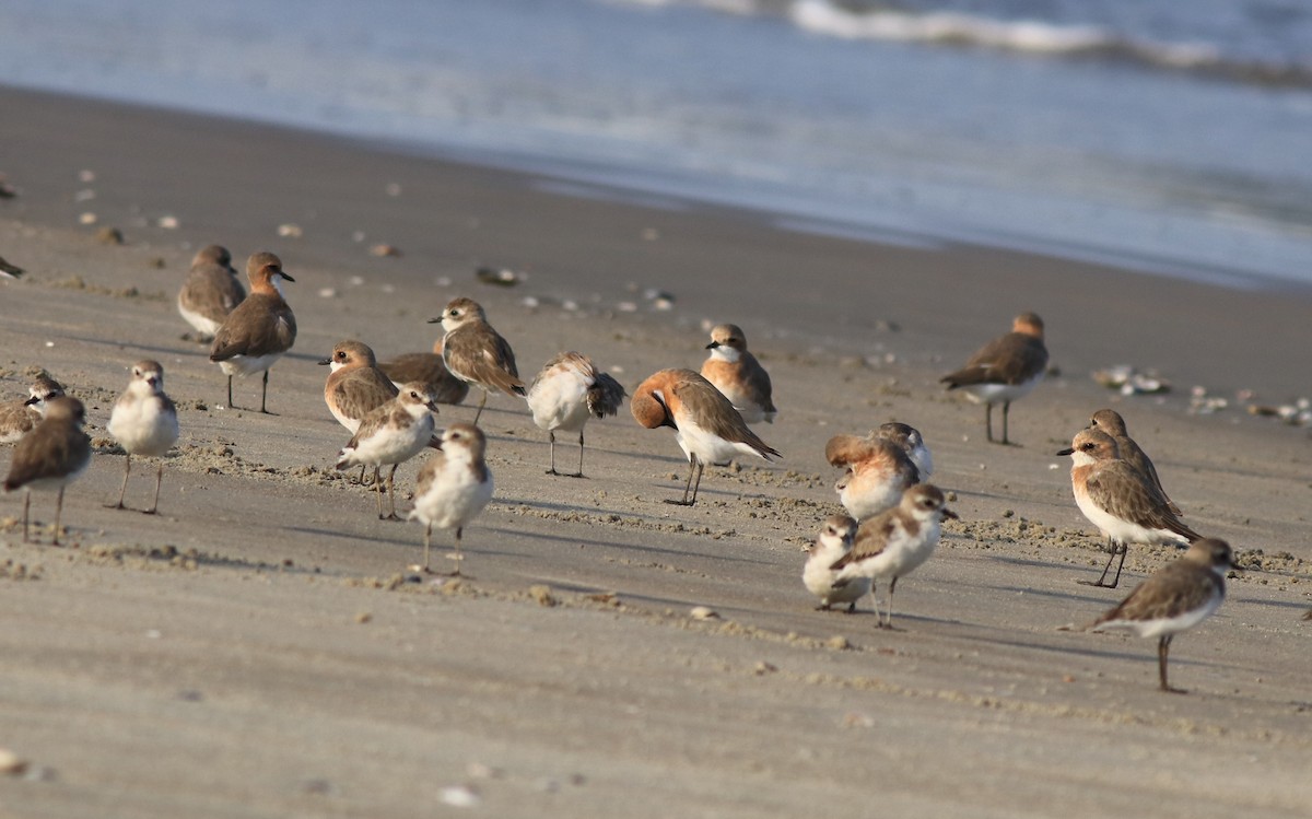 Tibetan Sand-Plover - ML641332672