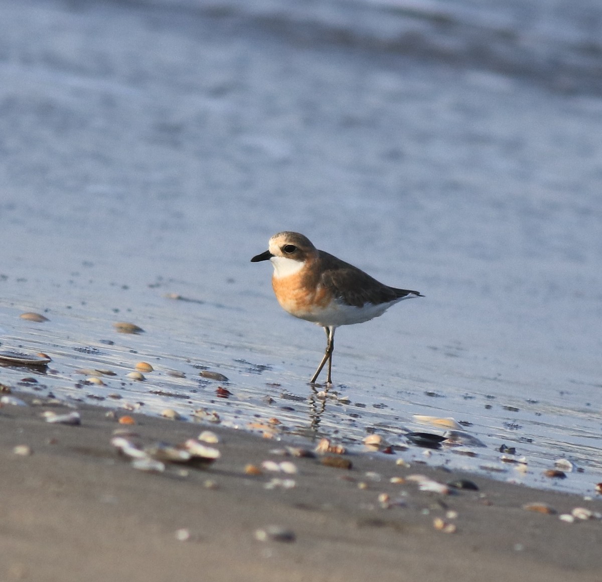 Tibetan Sand-Plover - ML641332673
