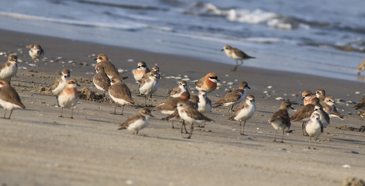 Tibetan Sand-Plover - ML641332674