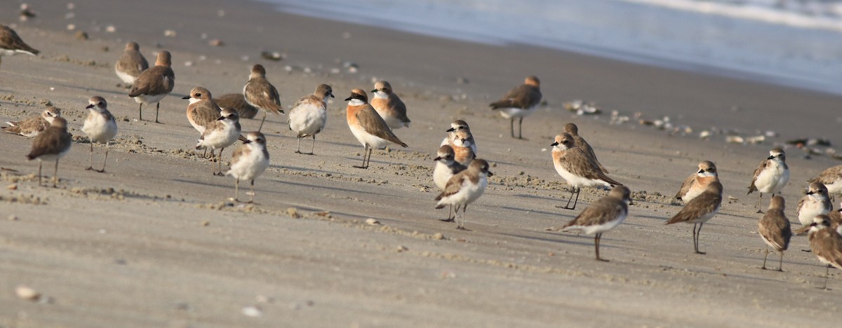 Tibetan Sand-Plover - ML641332676