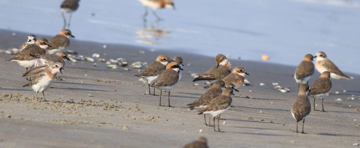 Tibetan Sand-Plover - ML641332678