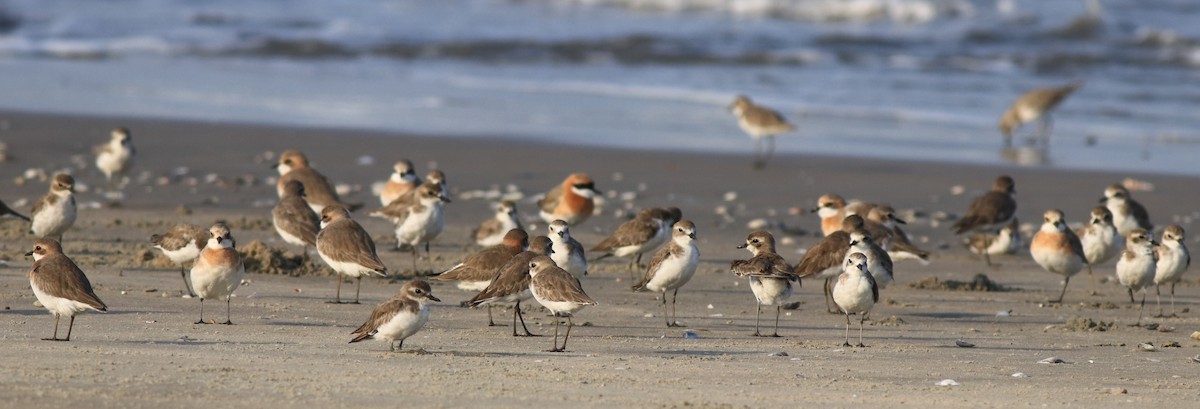 Tibetan Sand-Plover - ML641332679