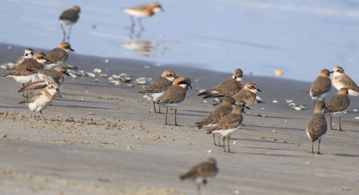 Tibetan Sand-Plover - ML641332680