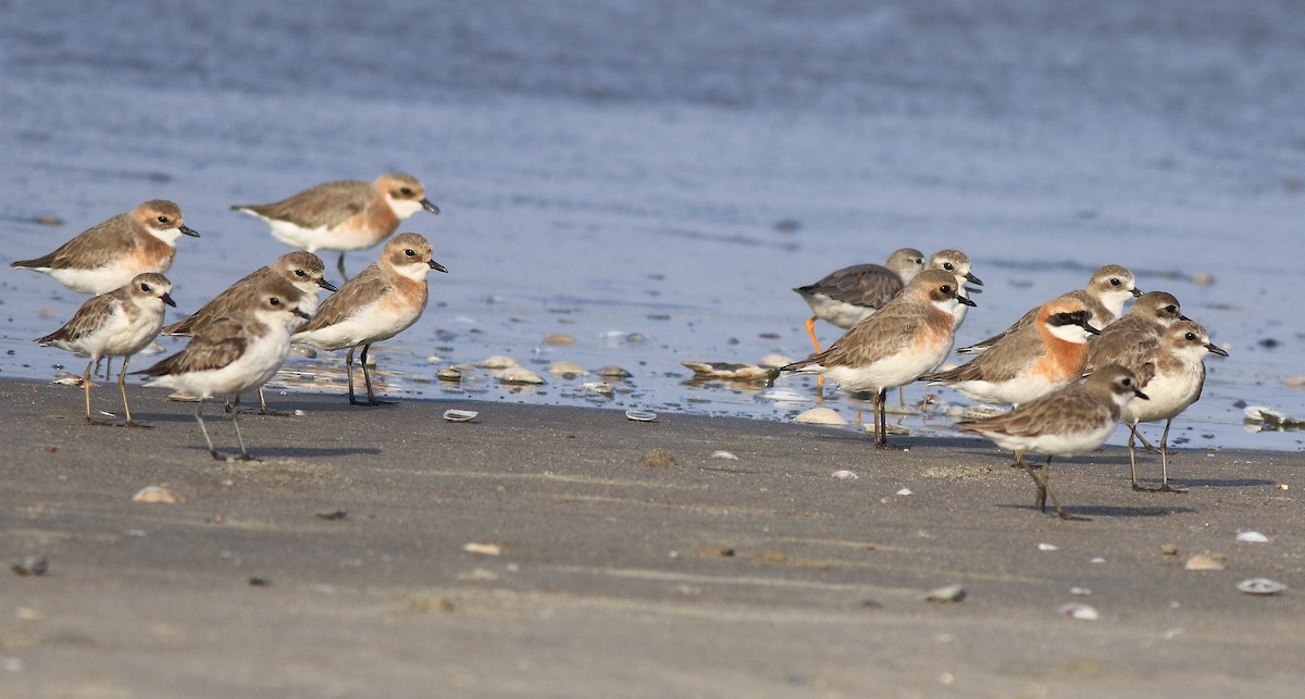 Tibetan Sand-Plover - ML641332681