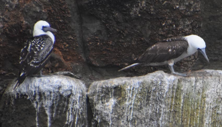 Peruvian Booby - ML641332697