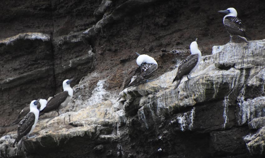 Peruvian Booby - ML641332700