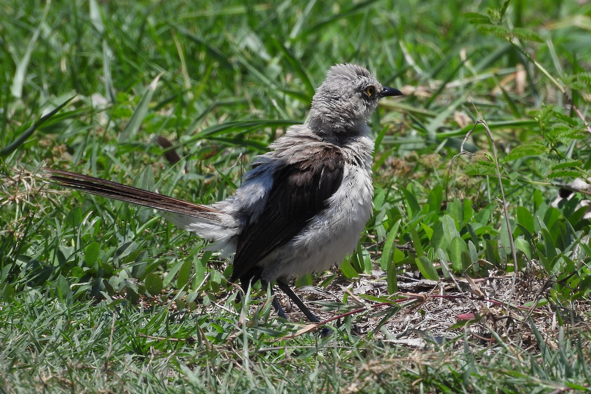Tropical Mockingbird - ML641332716