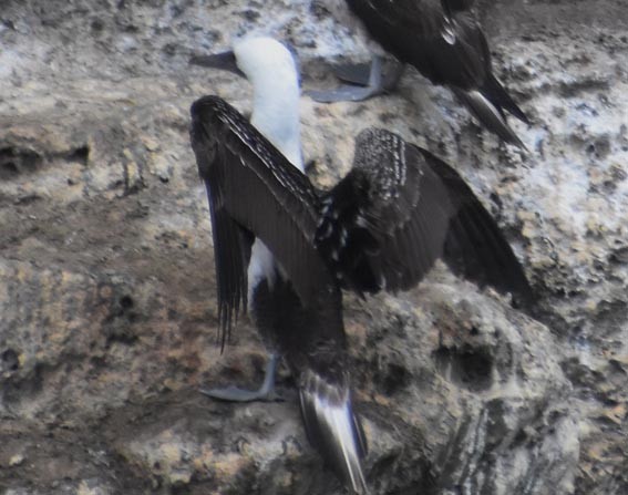 Peruvian Booby - ML641332725