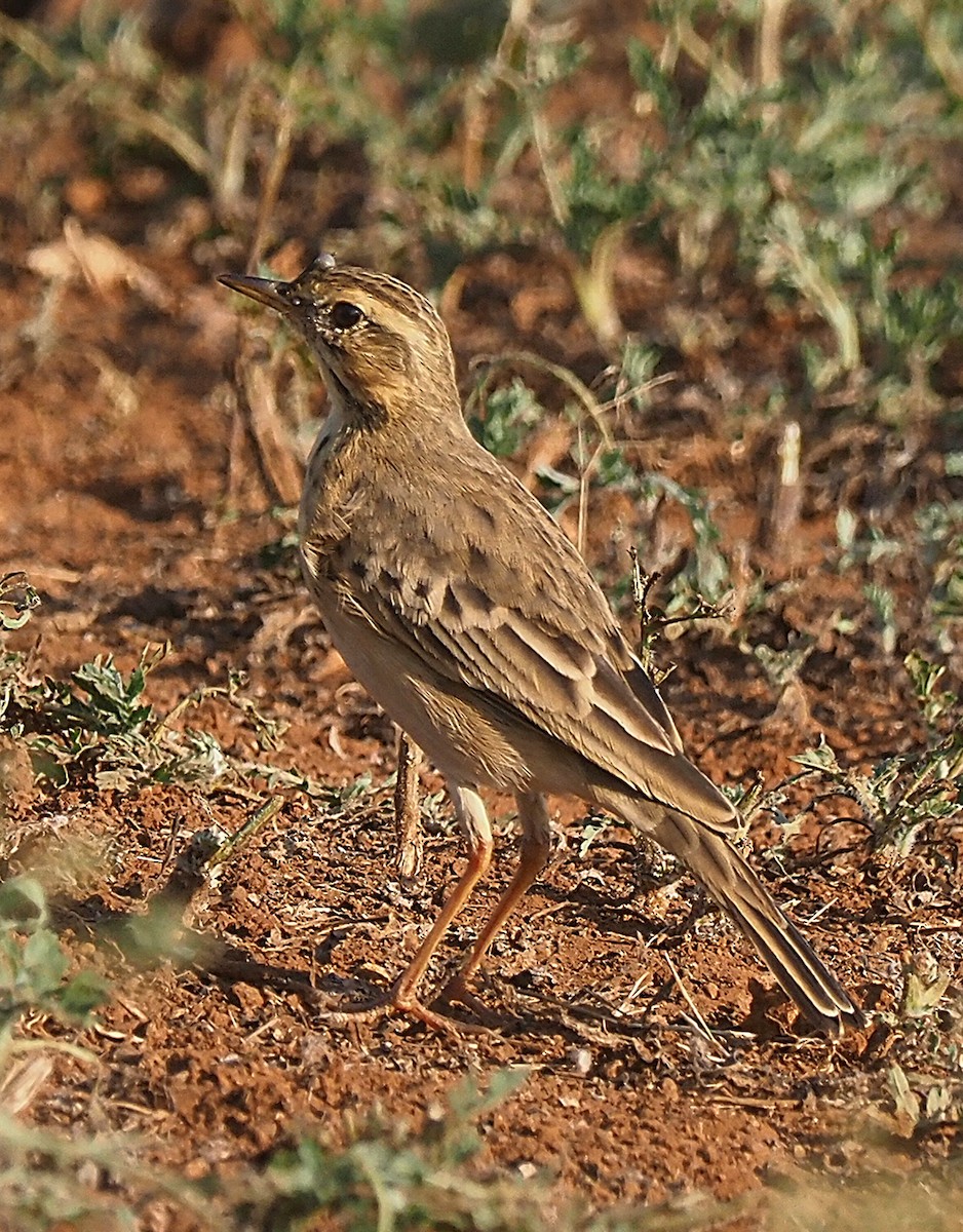 Plain-backed Pipit - ML641332729