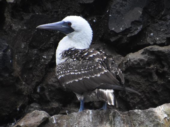 Peruvian Booby - ML641332739