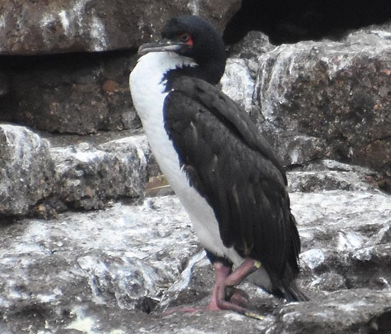 Guanay Cormorant - ML641332813