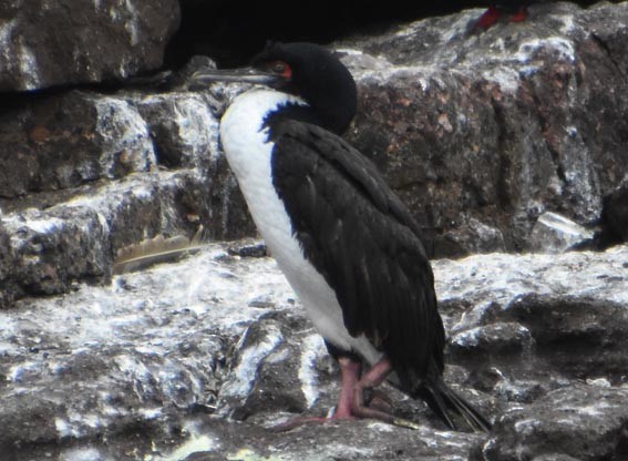 Guanay Cormorant - ML641332818