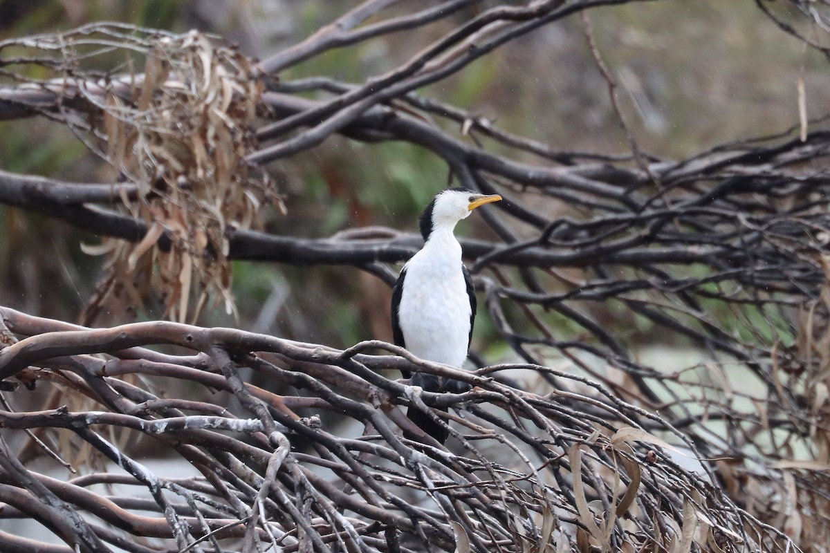Little Pied Cormorant - ML641332819