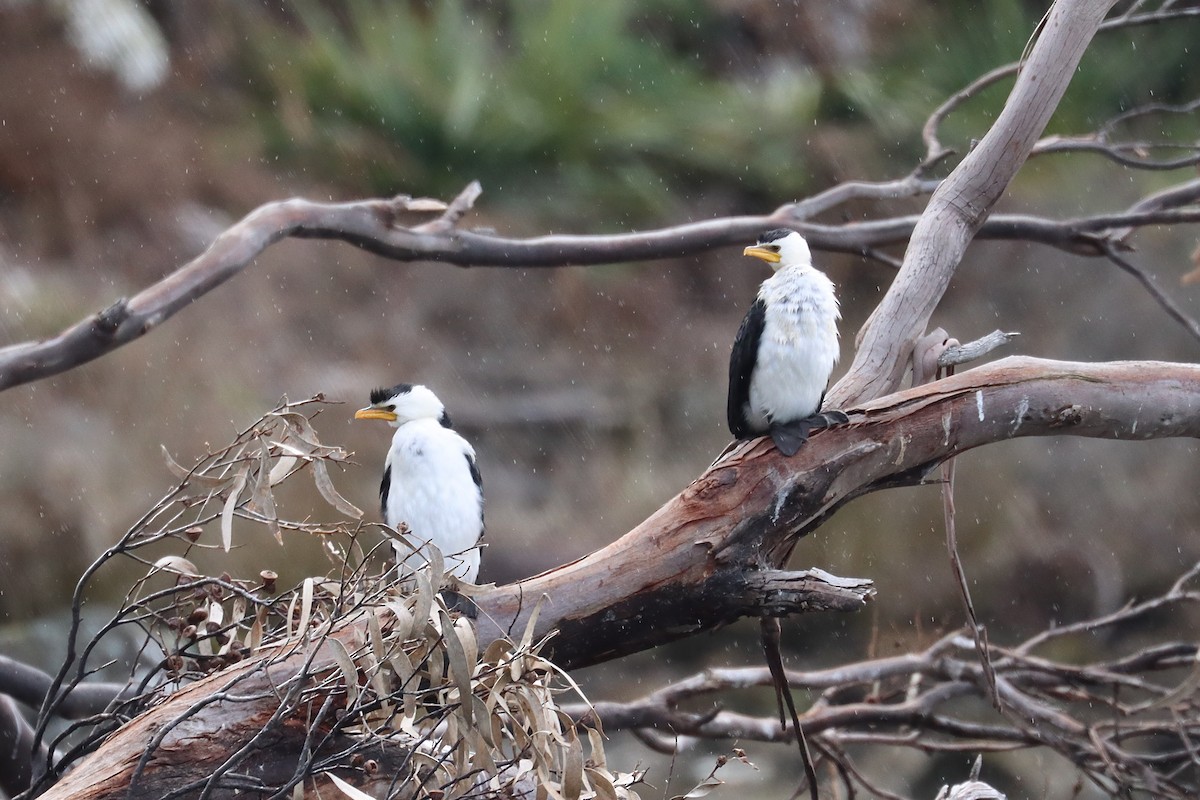 Little Pied Cormorant - ML641332820