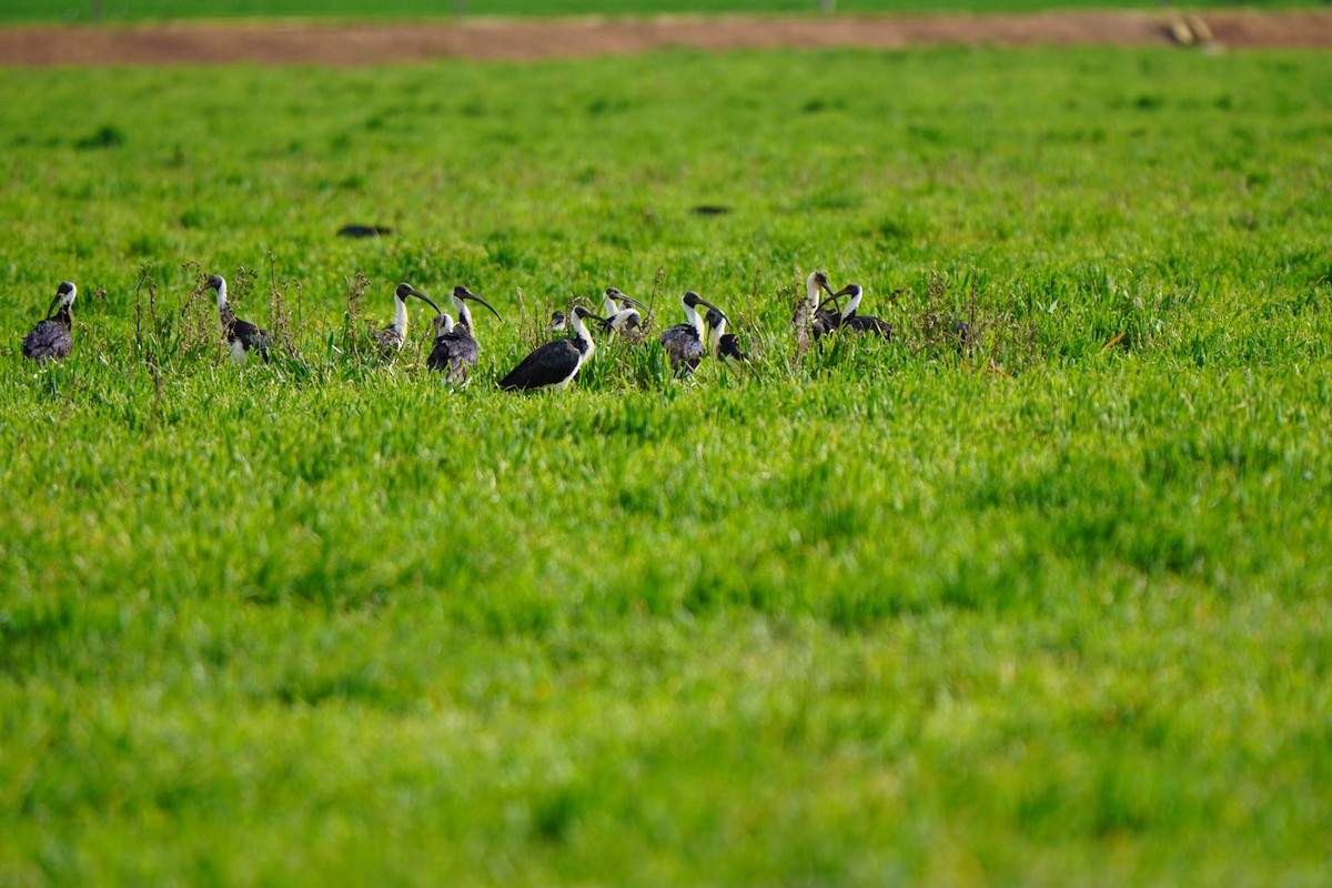Straw-necked Ibis - ML641332887