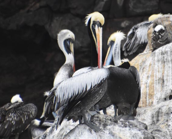 Peruvian Pelican - ML641332888