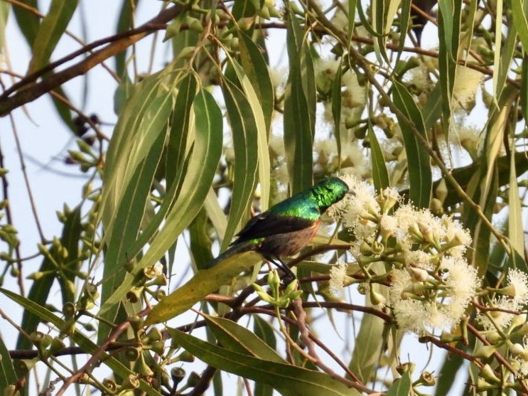 Gray-chinned Sunbird - ML641332890