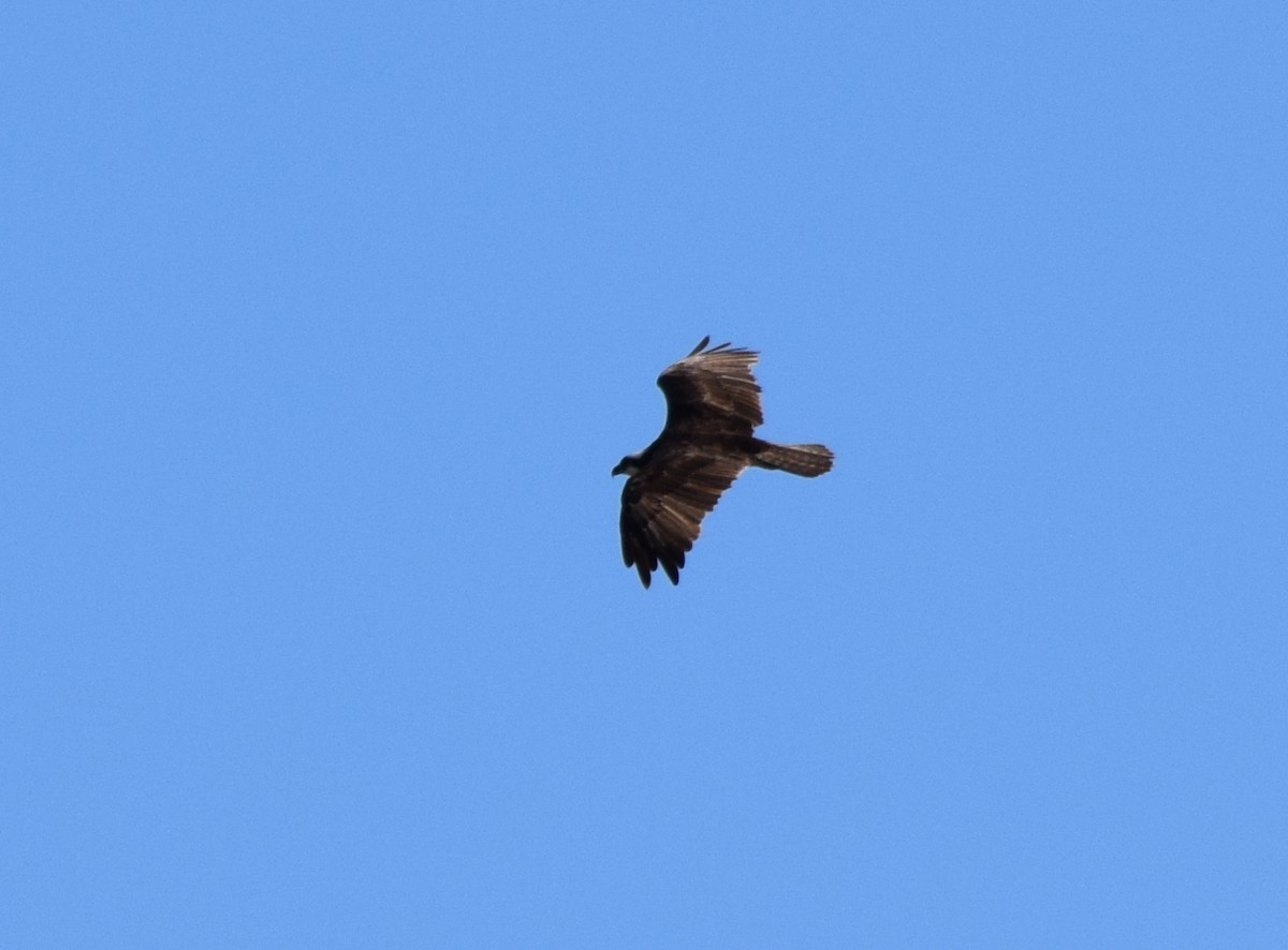 魚鷹 - ML641332892