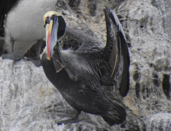 Peruvian Pelican - ML641332893