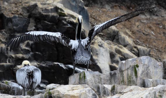 Peruvian Pelican - ML641332901