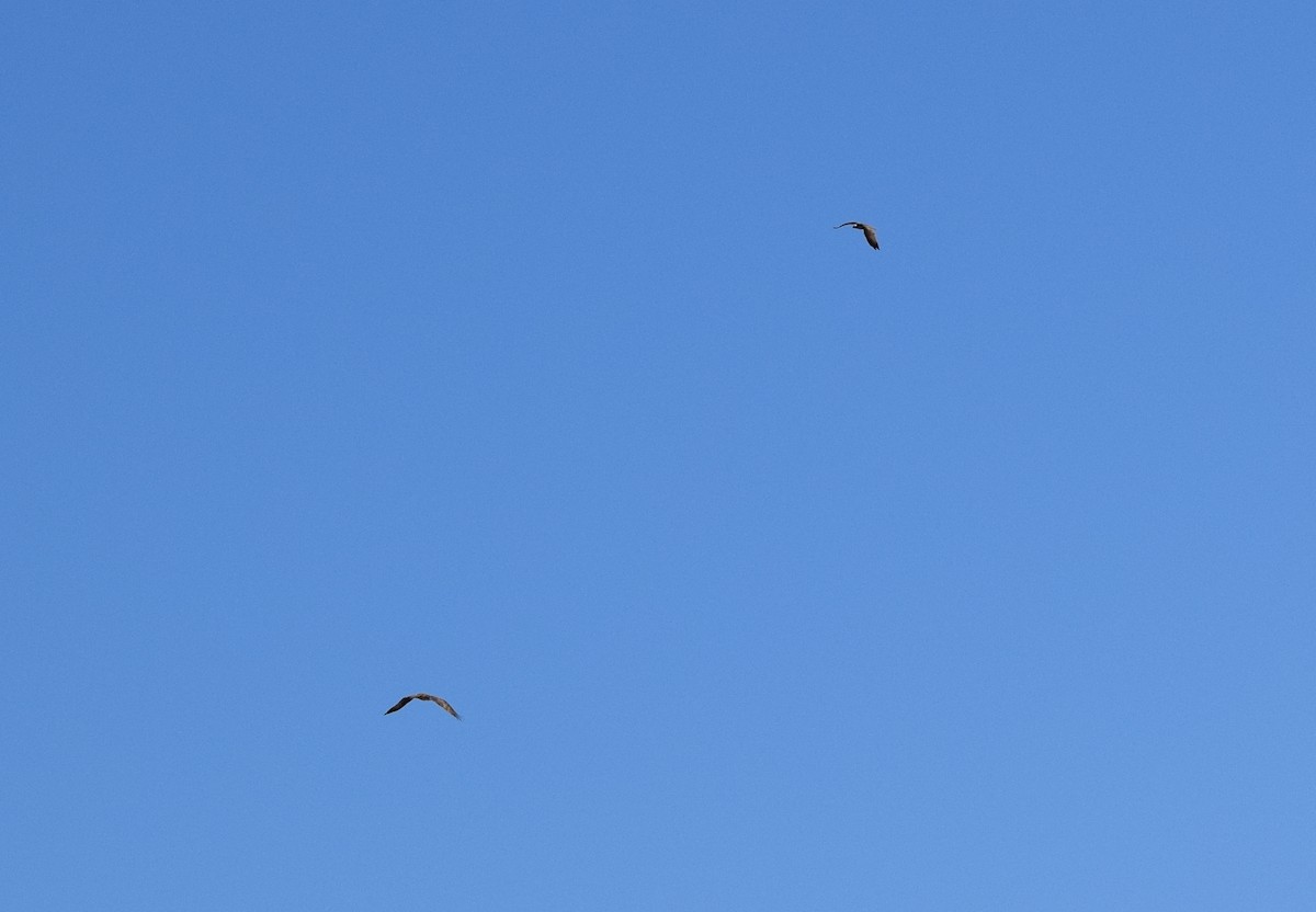 魚鷹 - ML641332903