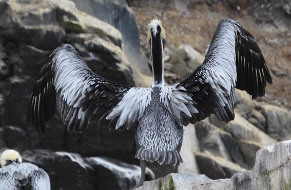 Peruvian Pelican - ML641332905