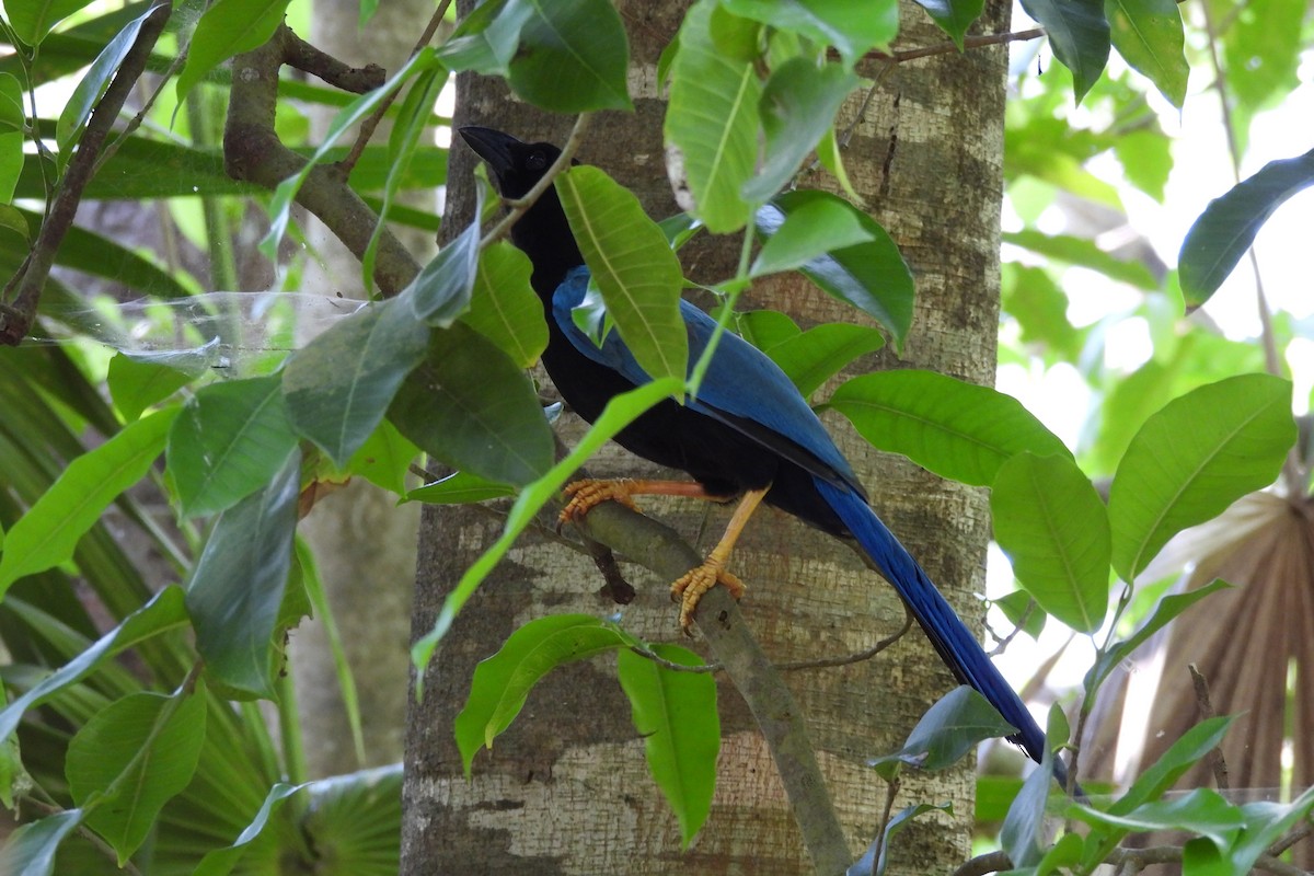 Yucatan Jay - ML641332906