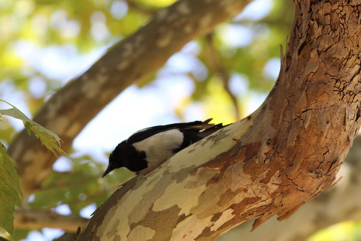 Eurasian Magpie - ML641332909
