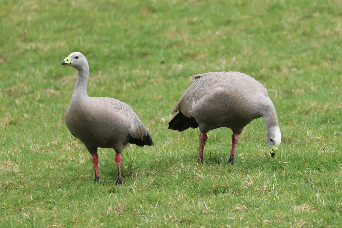 Cape Barren Goose - ML641332917
