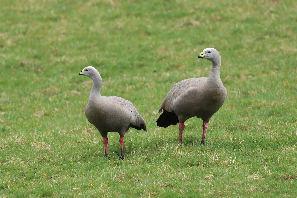 Cape Barren Goose - ML641332919