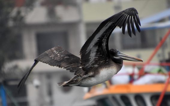 Peruvian Pelican - ML641332934