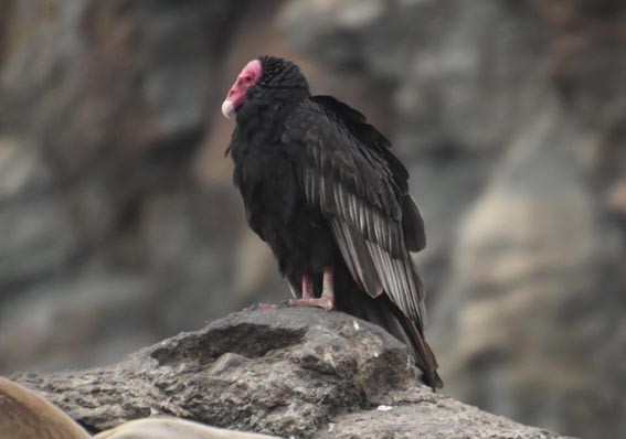 Turkey Vulture - ML641332937