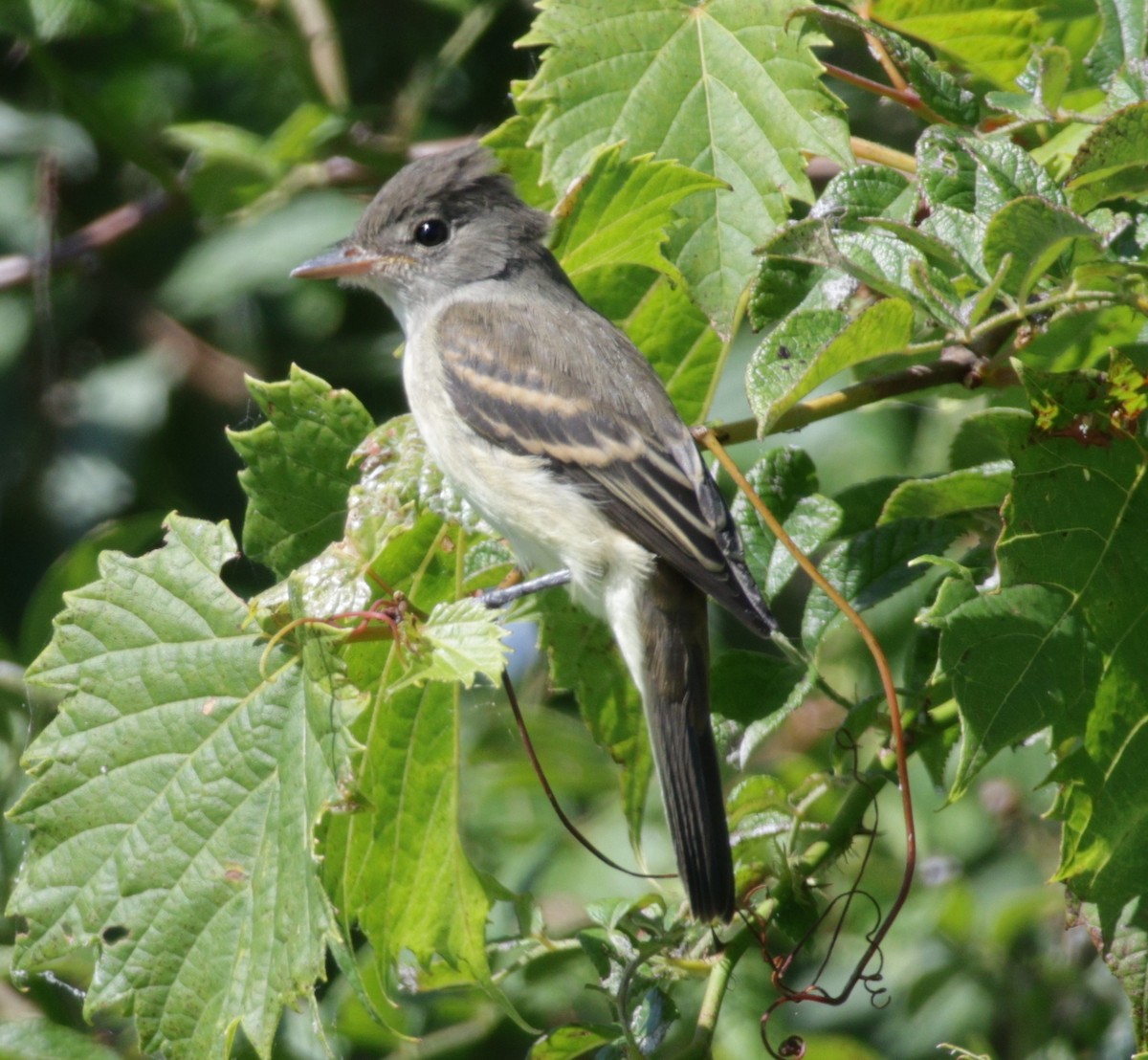 Willow Flycatcher - ML641332939
