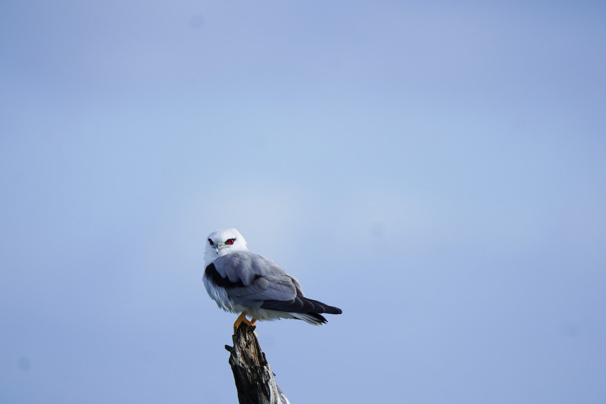 Black-shouldered Kite - ML641332941