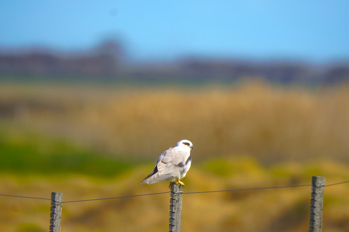 Black-shouldered Kite - ML641332942