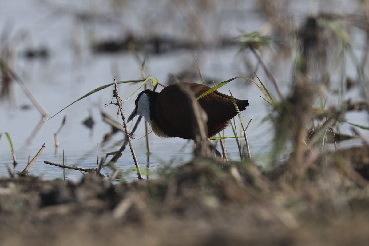 African Jacana - ML641332948