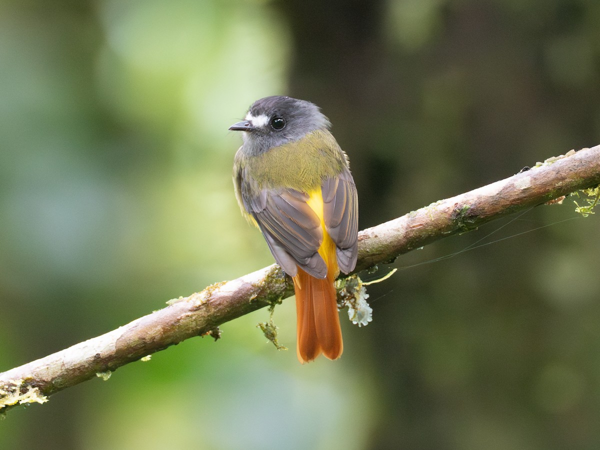 Ornate Flycatcher - ML641332953