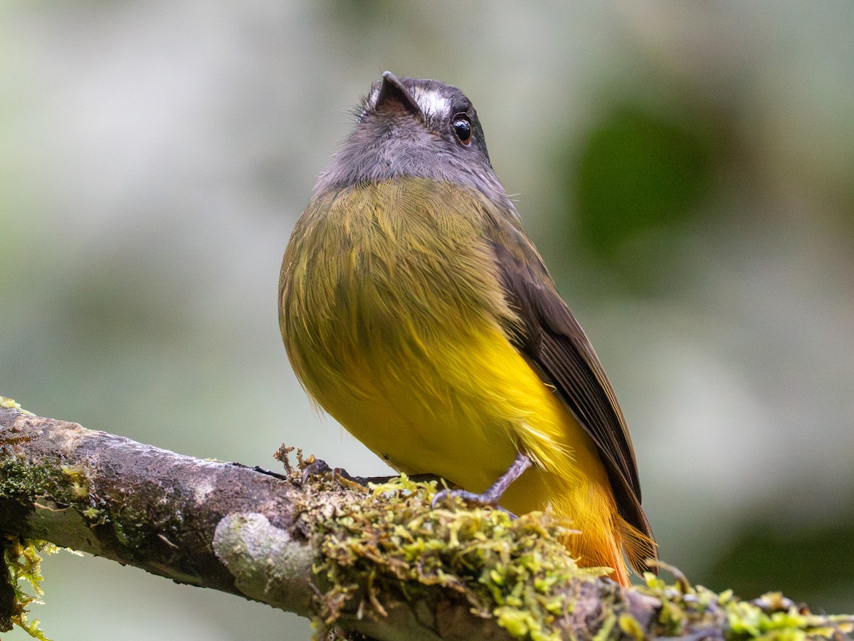 Ornate Flycatcher - ML641332954